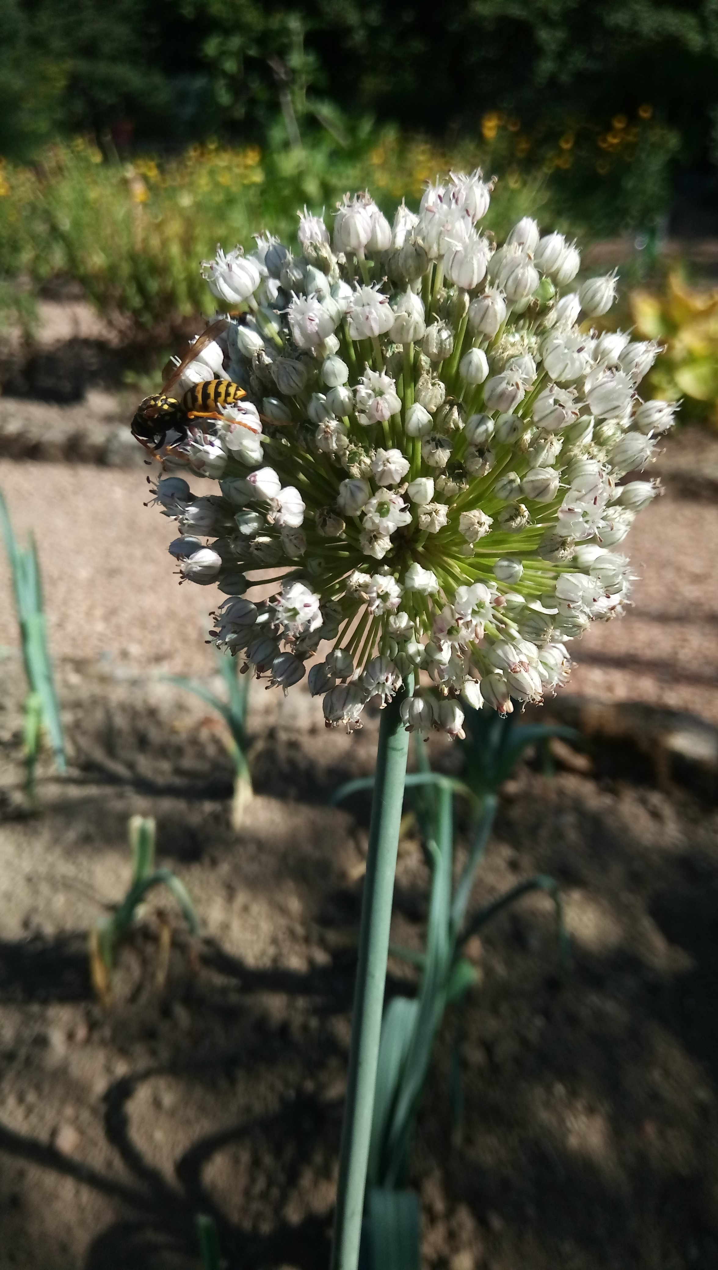 Photo n° 4 de l'avis de Françoise.a fait le 29/08/2018 à 07:04