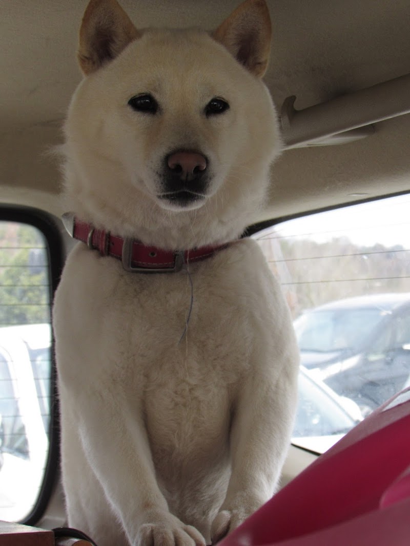 一般社団法人 グラビューハート 兵庫県市川町下牛尾 動物管理業 カフェ グルコミ