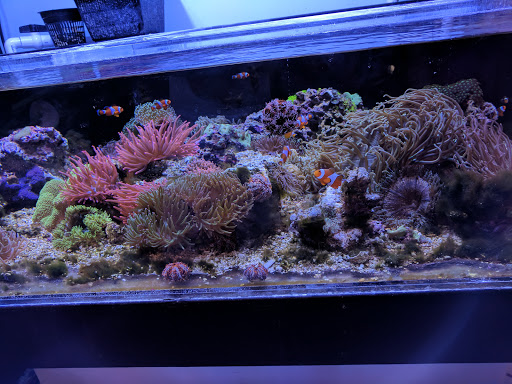 Tropical Fish Store «All Things Aquariums», reviews and photos, 30789 SW Boones Ferry Rd k, Wilsonville, OR 97070, USA