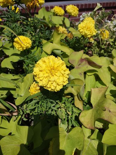 Shopping Mall «Sugar House Shopping Center», reviews and photos, 2274 S 1300 E, Salt Lake City, UT 84106, USA