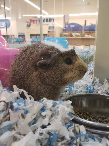 Pet Supply Store «PetSmart», reviews and photos, 475 Bank St, Waterbury, CT 06708, USA