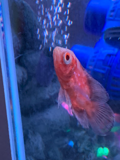 Pet Store «Southside Pet Shop», reviews and photos, 7031 Southside Dr, Louisville, KY 40214, USA