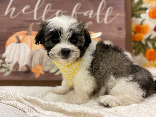 Pet Store «Happiness Is Pets», reviews and photos, 2936 Showplace Dr, Naperville, IL 60564, USA