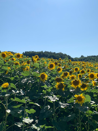 Florist «Adrian Durban Florist», reviews and photos, 3401 Clifton Ave, Cincinnati, OH 45220, USA