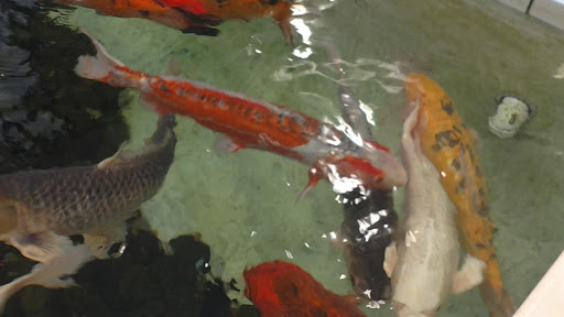 Pet Supply Store «PetKraze», reviews and photos, 100 Independent Way, Brewster, NY 10509, USA