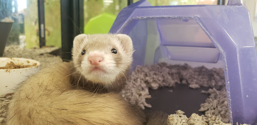 Pet Supply Store «Petco Animal Supplies», reviews and photos, 18200 NW Evergreen Pkwy, Beaverton, OR 97006, USA