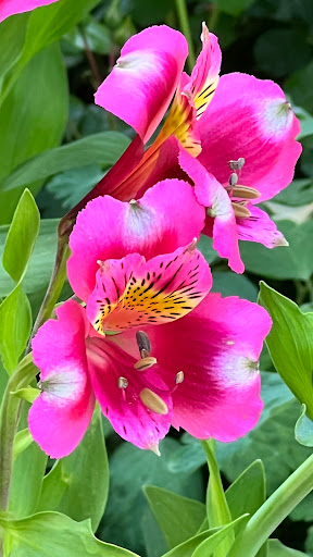 Gardens of the World image