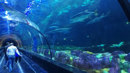 Aquarium «Shark Encounter», reviews and photos, 7007 Sea World Dr, Orlando, FL 32821, USA