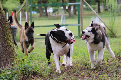L'isle Aux Chiens à Trept
