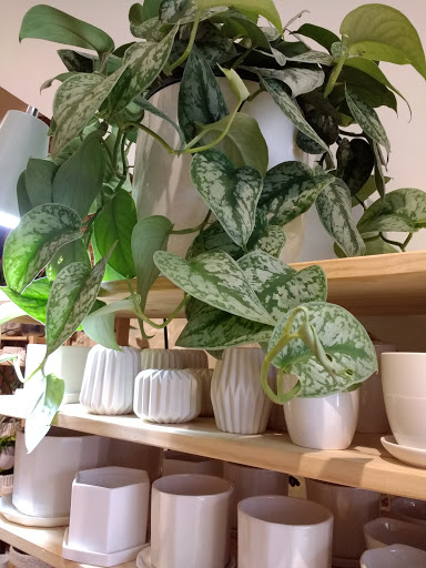 Gift Shop «Moss - Iowa City», reviews and photos, 112 E Washington St, Iowa City, IA 52240, USA