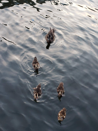 Transportation Service «Baltimore Water Taxi», reviews and photos, 901 S Broadway, Baltimore, MD 21231, USA