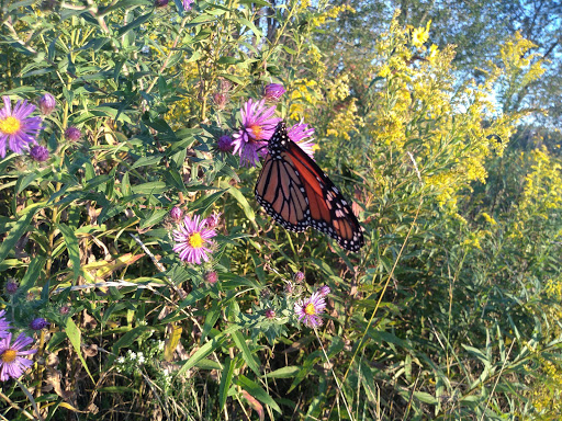 Nature Preserve «Greenbelt Forest Preserve», reviews and photos, 1110 S Green Bay Rd, North Chicago, IL 60035, USA