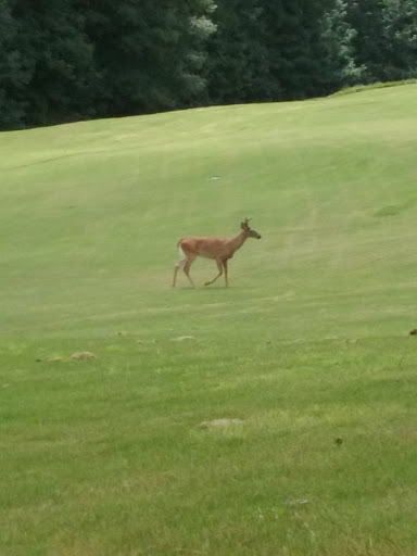 Golf Course «Coweta Club», reviews and photos, 300 Arbor Springs Pkwy, Newnan, GA 30265, USA