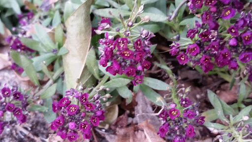 Vegetarian Restaurant «Longbranch Cafe and Bakery», reviews and photos, 100 E Jackson St, Carbondale, IL 62901, USA