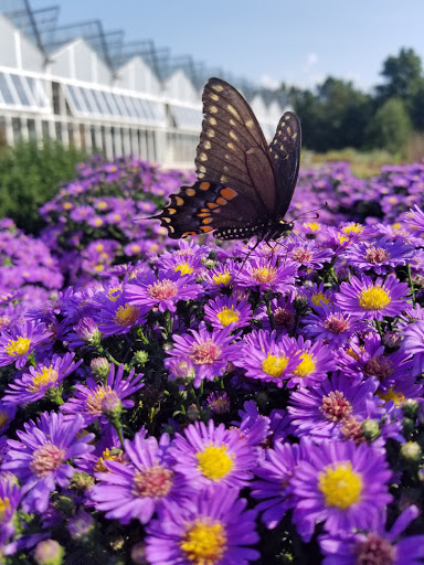 Garden Center «Blooms at Belle Mead», reviews and photos, 1980 US-206, Belle Mead, NJ 08502, USA
