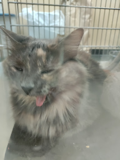 Pet Supply Store «PetSmart», reviews and photos, 7663 Arundel Mills Blvd, Hanover, MD 21076, USA