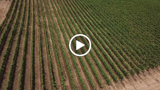 Winery «Irvine Vineyards», reviews and photos, 1614 Emigrant Creek Rd, Ashland, OR 97520, USA