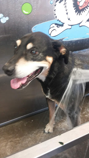 Pet Groomer «Belly scRubs Self Service Pet Wash», reviews and photos, 119 WV-34 #1, Hurricane, WV 25526, USA
