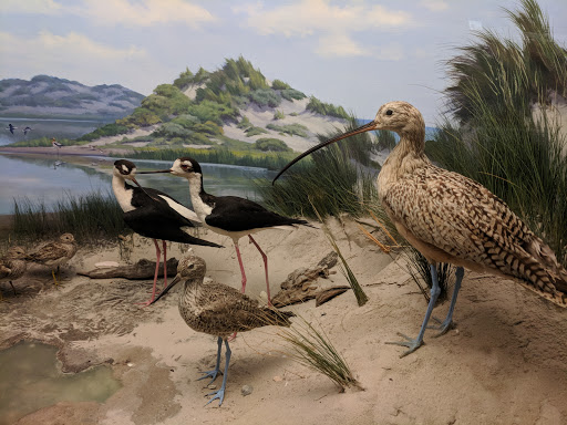 Museum «Texas Memorial Museum», reviews and photos, 2400 Trinity St, Austin, TX 78705, USA