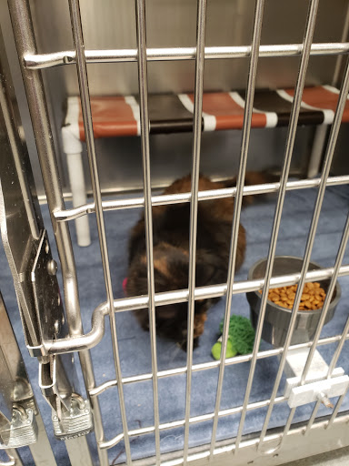 Pet Supply Store «PetSmart», reviews and photos, 3540 Youngfield St, Wheat Ridge, CO 80033, USA