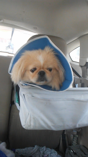 South Omaha Animal Hospital