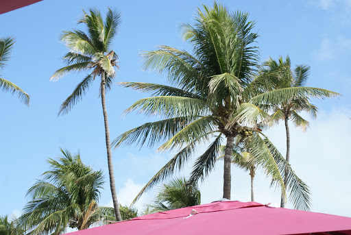 Art Museum «Wynwood Walls», reviews and photos, 2520 NW 2nd Ave, Miami, FL 33127, USA