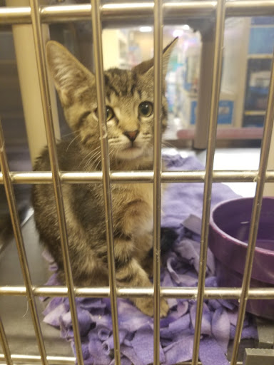 Pet Supply Store «PetSmart», reviews and photos, 9041 Snowden Square Dr, Columbia, MD 21045, USA