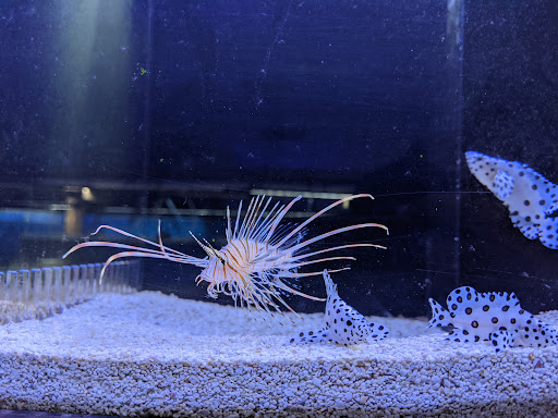 Pet Store «Pet Paradise», reviews and photos, 307 Kellam Rd, Virginia Beach, VA 23462, USA