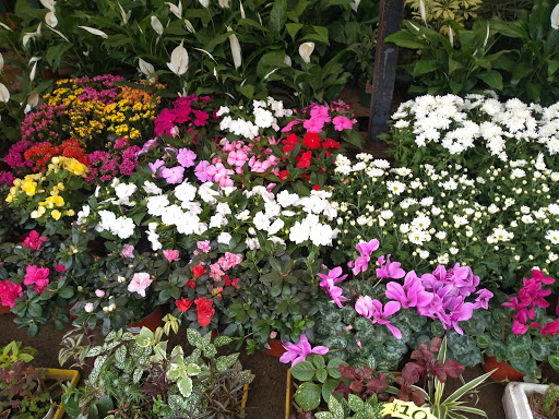 Mercado de las flores 