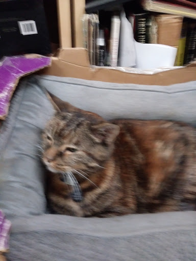 Book Store «Pegasus Books Downtown», reviews and photos, 2349 Shattuck Ave, Berkeley, CA 94704, USA