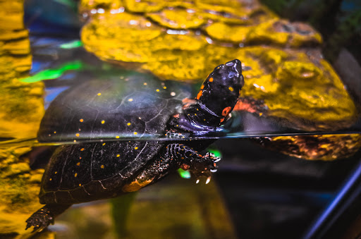 Science Museum «Museum of Life and Science», reviews and photos, 433 W Murray Ave, Durham, NC 27704, USA