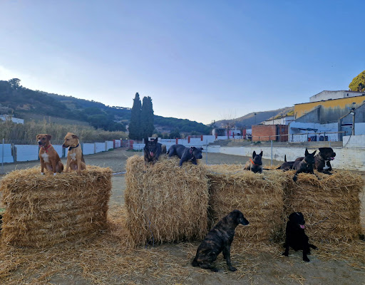 Educació Canina-Seu Amb Mi.