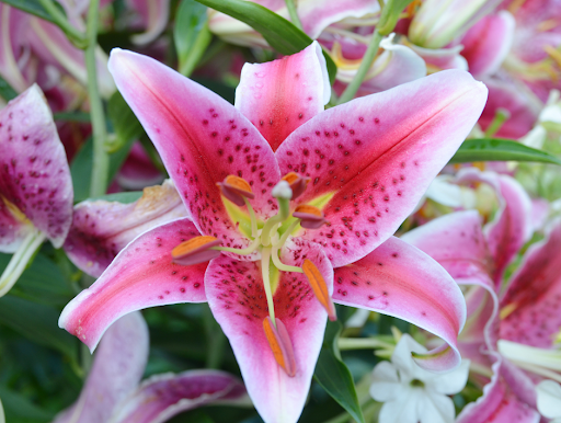 Florist «BOUQUETS», reviews and photos, 1525 15th St, Denver, CO 80202, USA