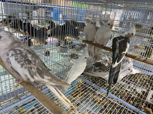 Pet Supply Store «Neighborhood Pet Shop», reviews and photos, 574 Hialeah Dr, Hialeah, FL 33010, USA