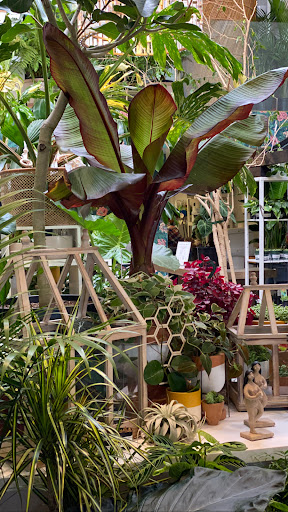 Paraso Plant Studio image