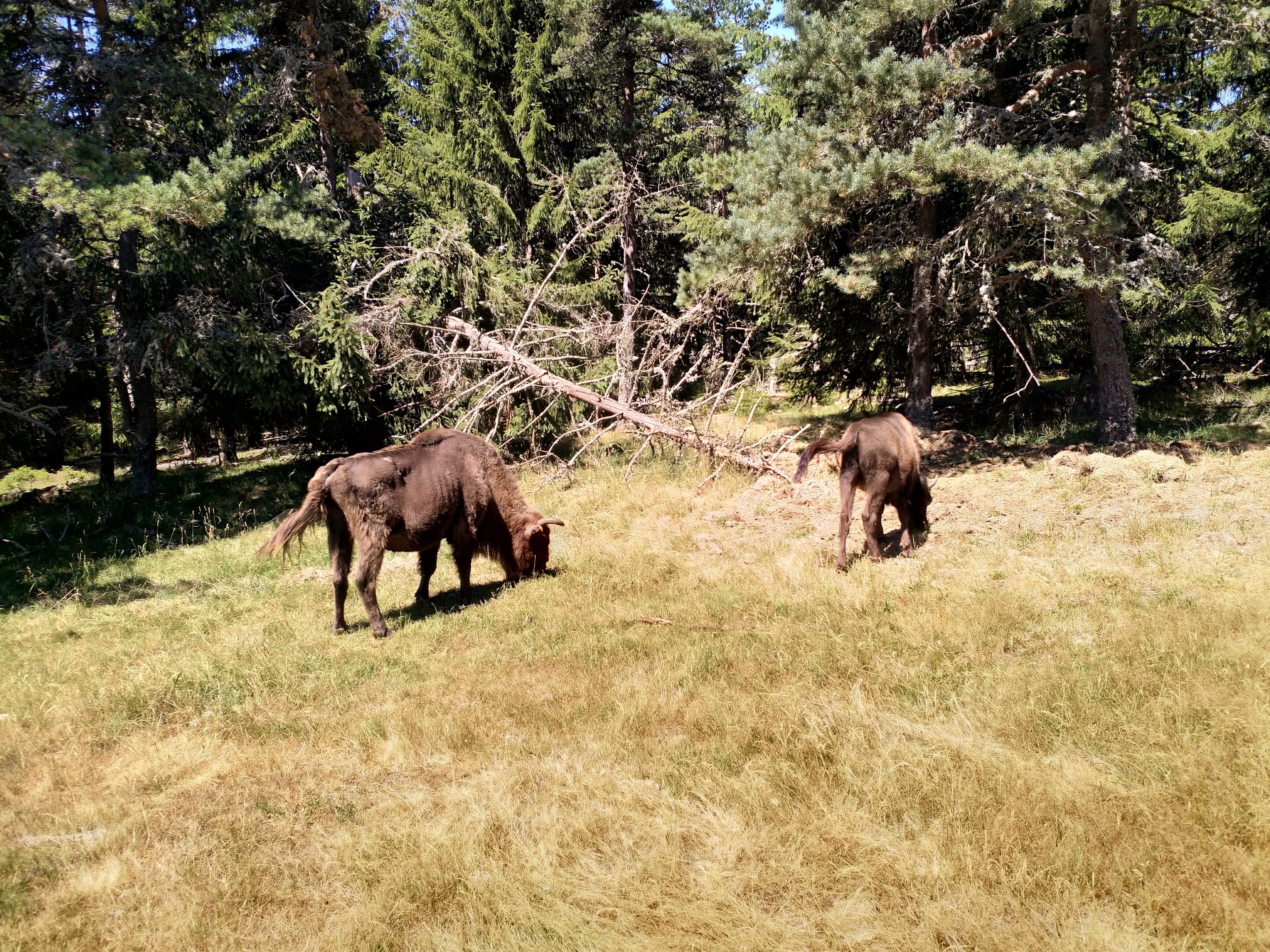 Photo n° 1 de l'avis de gilles.e fait le 11/08/2019 à 07:37