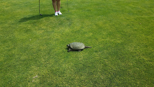 Golf Club «Oak Ridge Golf Club», reviews and photos, 850 S Westfield St, Feeding Hills, MA 01030, USA