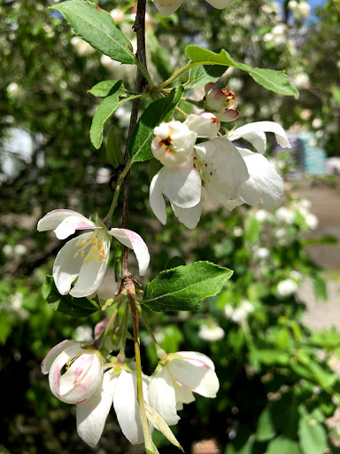 Garden Center «Stonewall Garden Center», reviews and photos, 4675 PA-447, Canadensis, PA 18325, USA