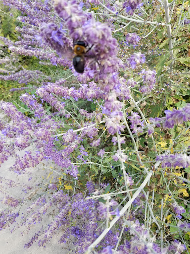 Park «Walter & Mary Burke Park», reviews and photos, 36300 Front St, New Baltimore, MI 48047, USA