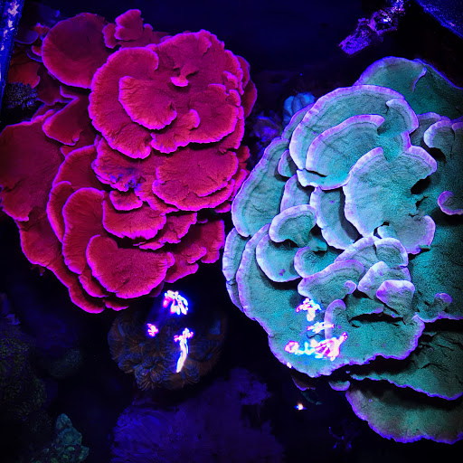 Reef Systems Coral Farm Inc image 2