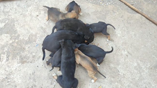 Veterinaria Fraga - Ibarra