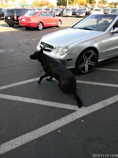 Used Car Dealer «Golden State Auto Inc.», reviews and photos, 1940 Zinfandel Dr, Rancho Cordova, CA 95670, USA