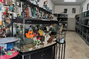 Acuario Gallery Fish image