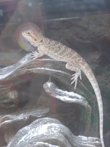 Pet Supply Store «Petco Animal Supplies», reviews and photos, 45 Holyoke St, Holyoke, MA 01040, USA