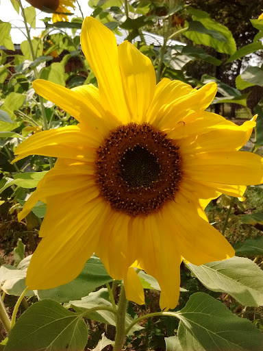 Nature Preserve «For-Mar Nature Preserve & Arboretum», reviews and photos, 2142 N Genesee Rd, Burton, MI 48509, USA