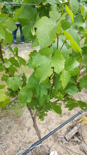 Winery «Benton-Lane Winery», reviews and photos, 23924 Territorial Rd, Monroe, OR 97456, USA