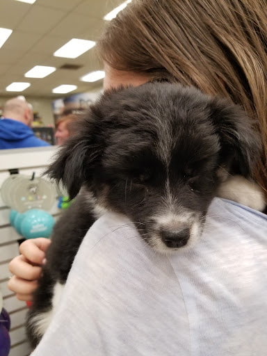 Pet Supply Store «Your Pet Experts», reviews and photos, 1665 State Hill Rd #490, Wyomissing, PA 19610, USA