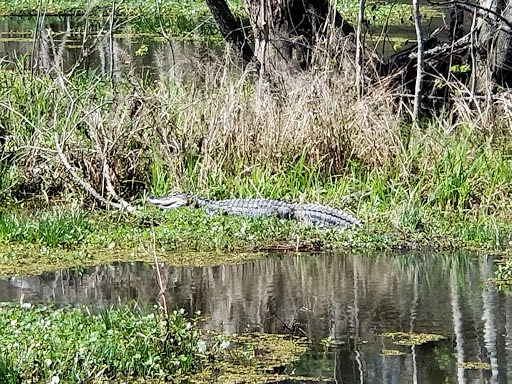 Public Golf Course «Jake Gaither Golf Course», reviews and photos, 913 Bob White Dr, Tallahassee, FL 32305, USA