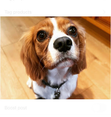 Pampered Paws Dog Grooming By Amy