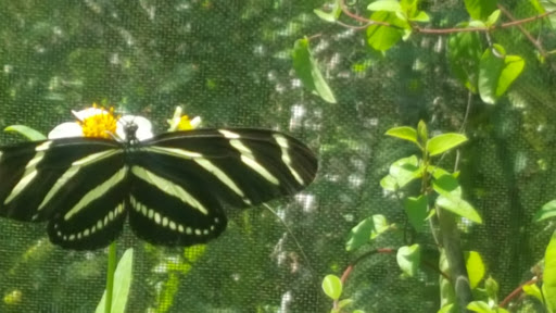 Non-Profit Organization «Sanibel-Captiva Conservation Foundation», reviews and photos, 3333 Sanibel Captiva Rd, Sanibel, FL 33957, USA